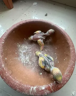 Tame Size Budgerigar Baby Bird
