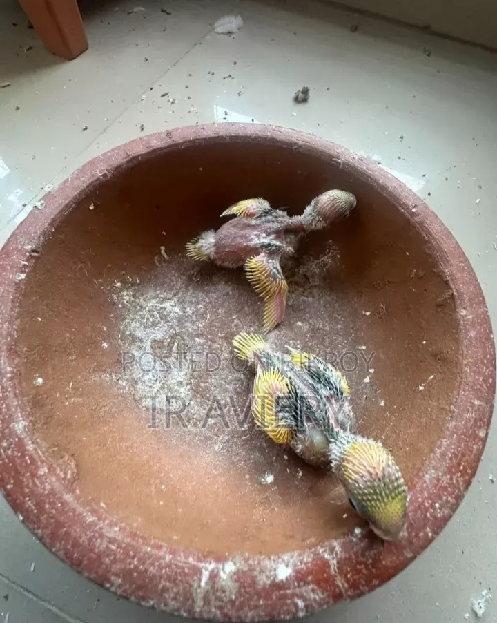 Tame Size Budgerigar Baby Bird