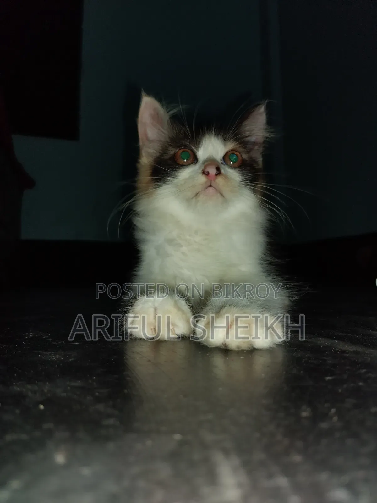 3-6 months Female Purebred Persian