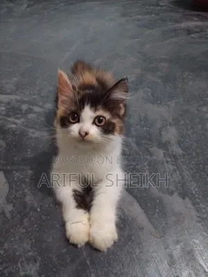 3-6 months Female Purebred Persian