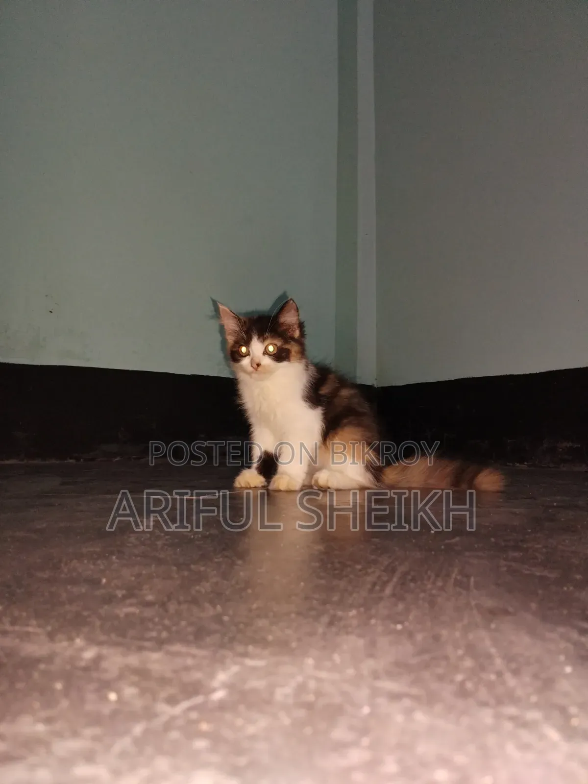 3-6 months Female Purebred Persian