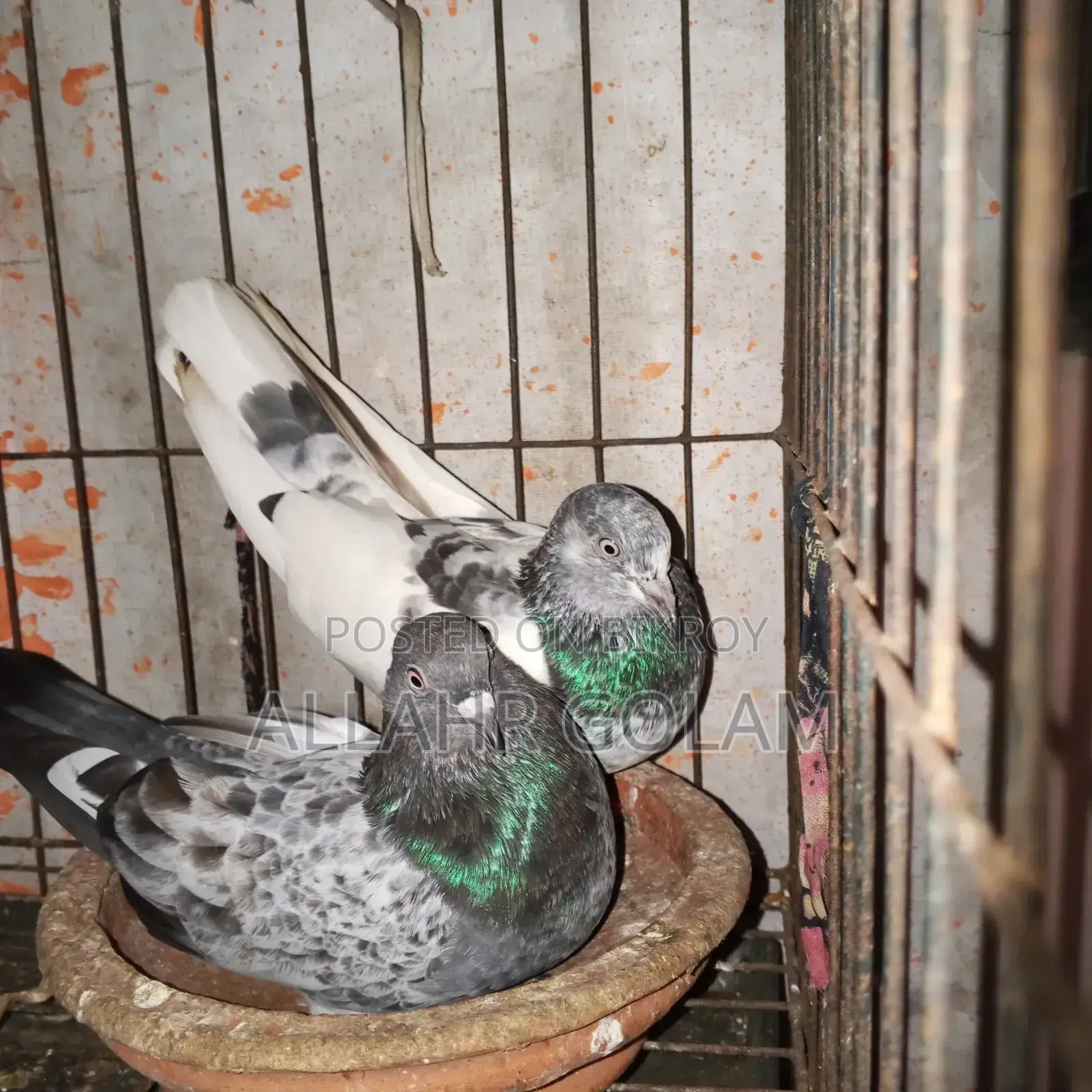 Pigeon Adult's