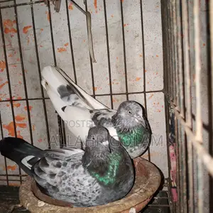 Pigeon Adult's