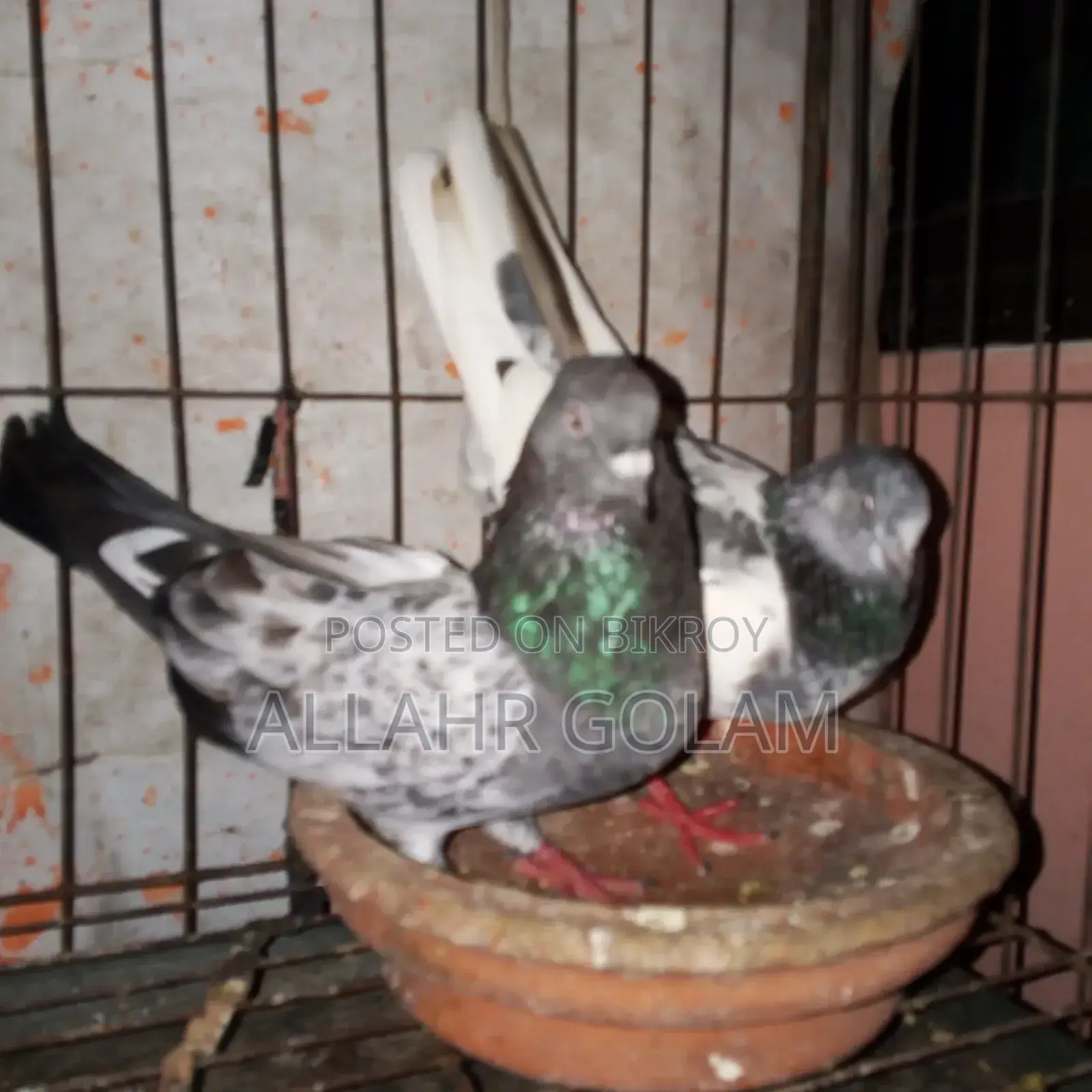 Pigeon Adult's