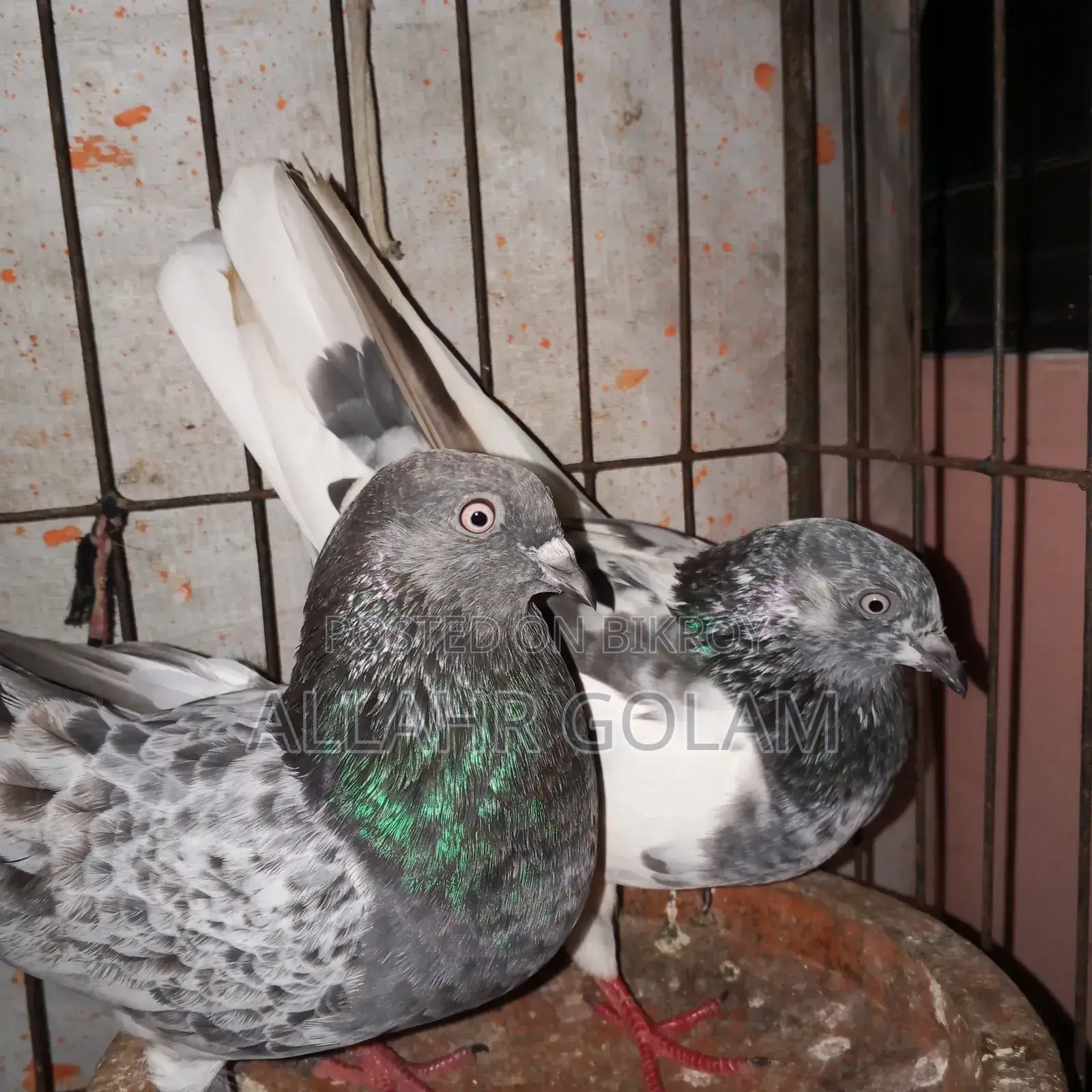 Pigeon Adult's