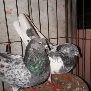 Pigeon Adult's