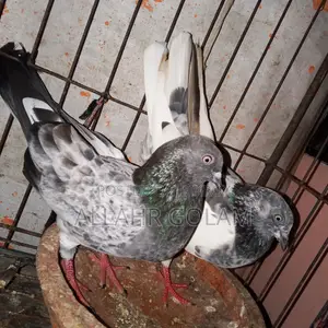 Pigeon Adult's