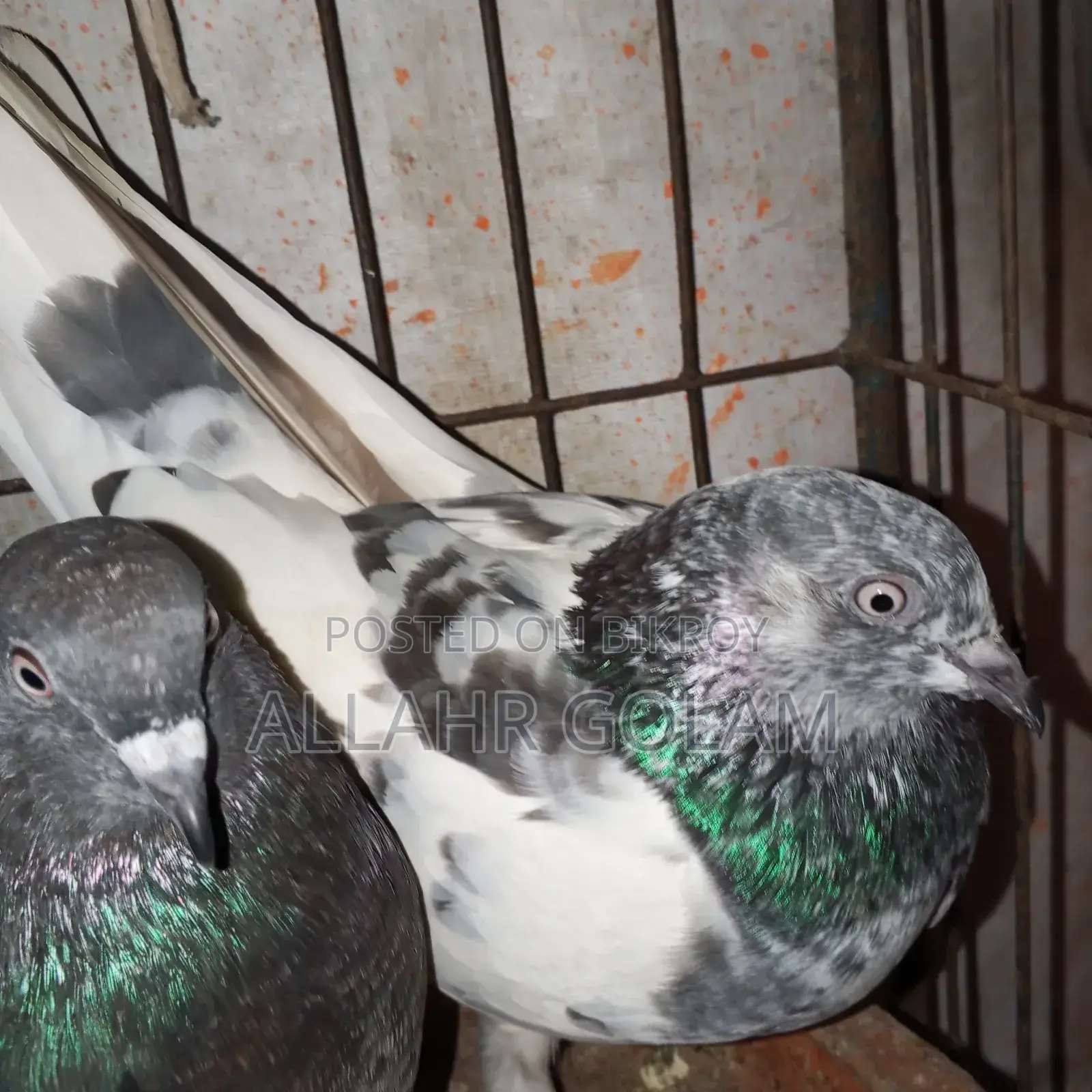 Pigeon Adult's