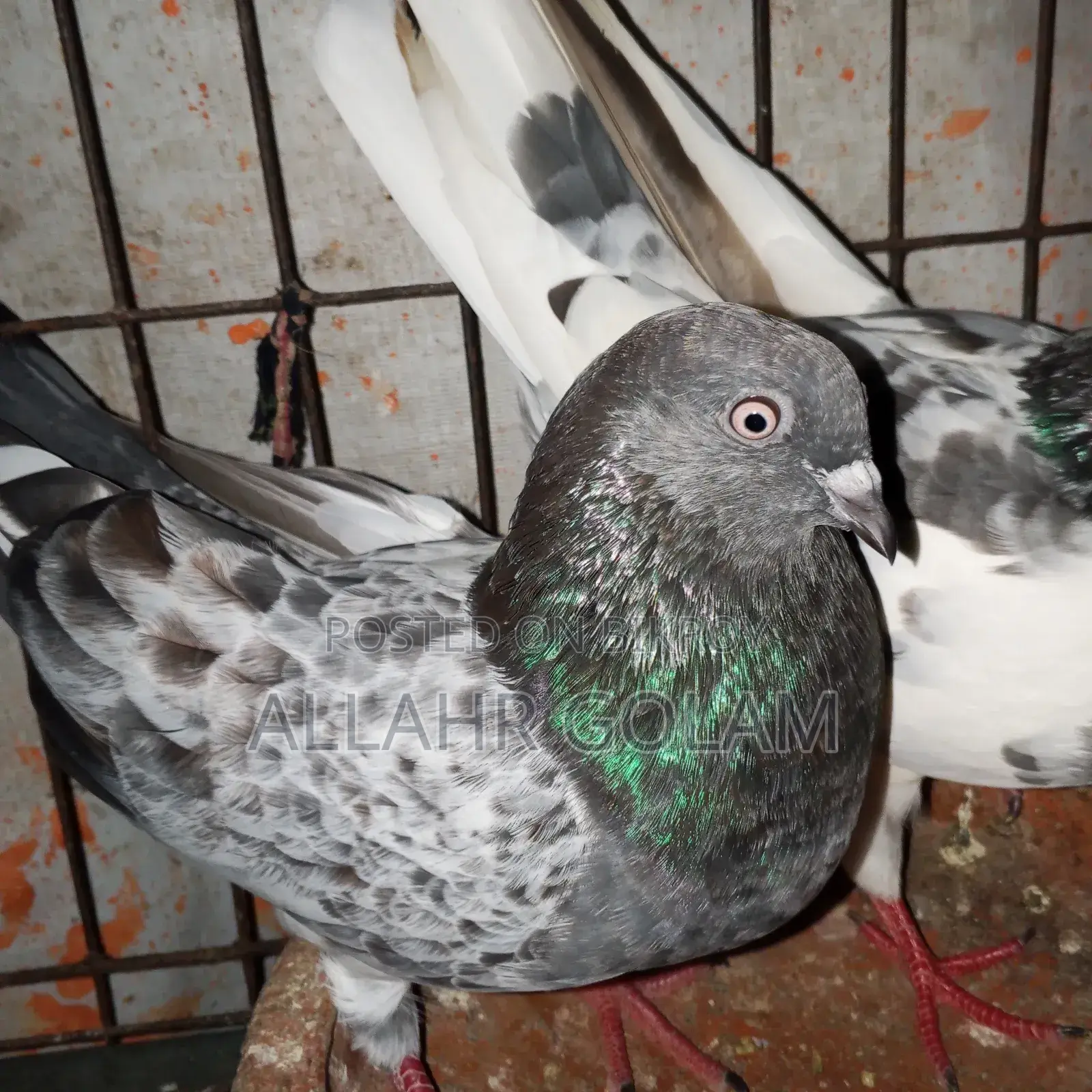 Pigeon Adult's