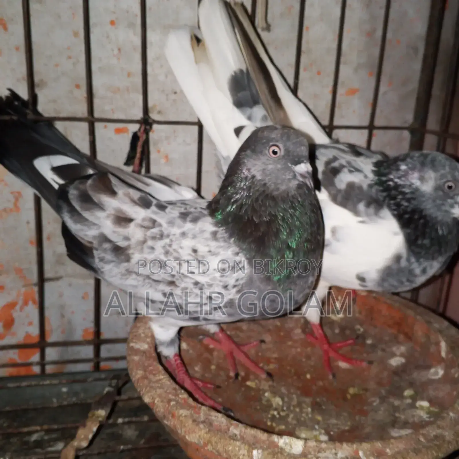 Pigeon Adult's