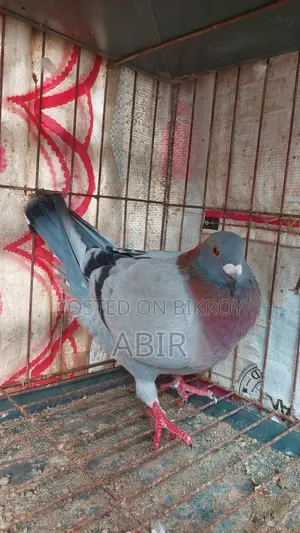 Vegetable Racer Female Goat