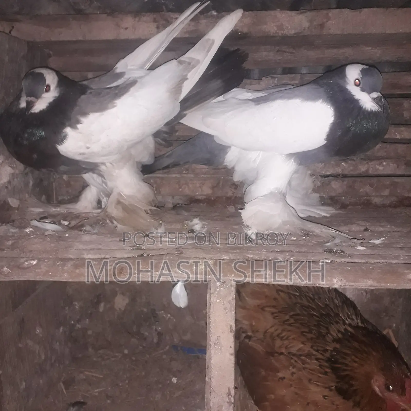 ব্লু ম্যাগপাই পাউটার রানিং পেয়ার - মোকসুদপুর গোপালগঞ্জ