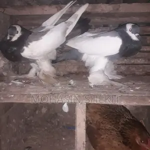 ব্লু ম্যাগপাই পাউটার রানিং পেয়ার - মোকসুদপুর গোপালগঞ্জ