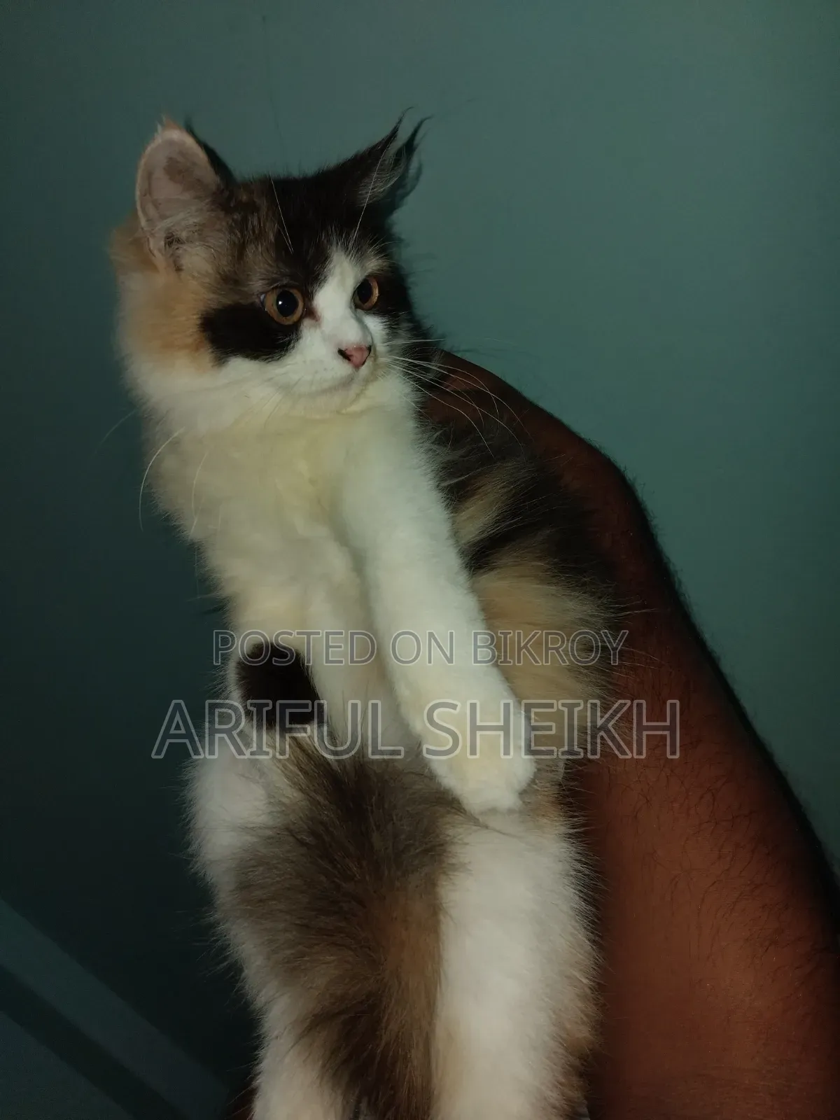 3-6 months Female Purebred Persian