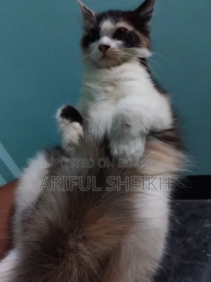 3-6 months Female Purebred Persian