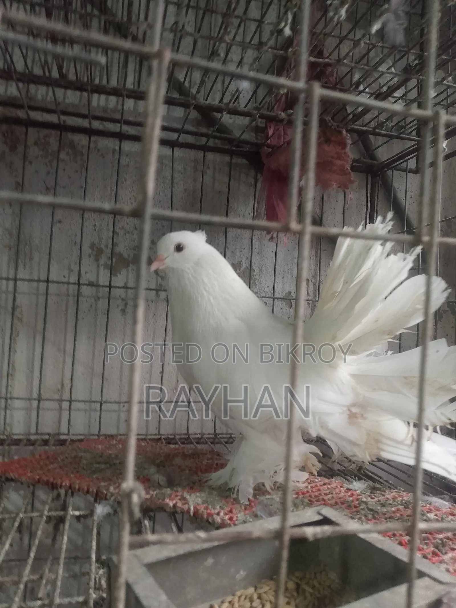 White Lokkha Male