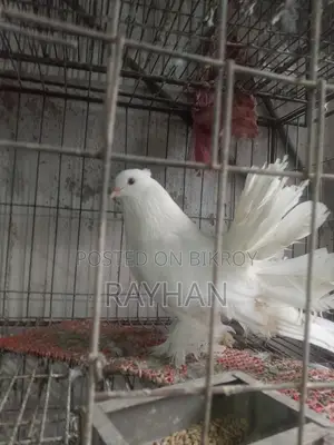White Lokkha Male