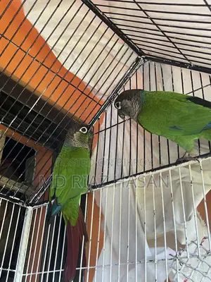 Green Cheek Conure Breeding Pair Full Setup