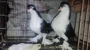 Siraji Pigeon