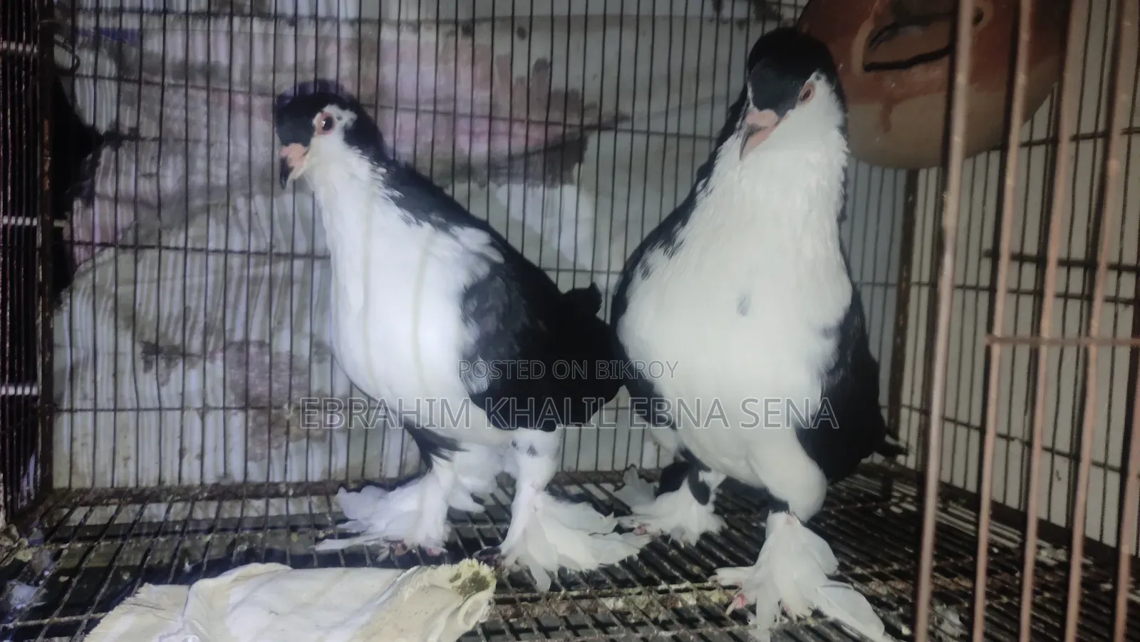 Siraji Pigeon