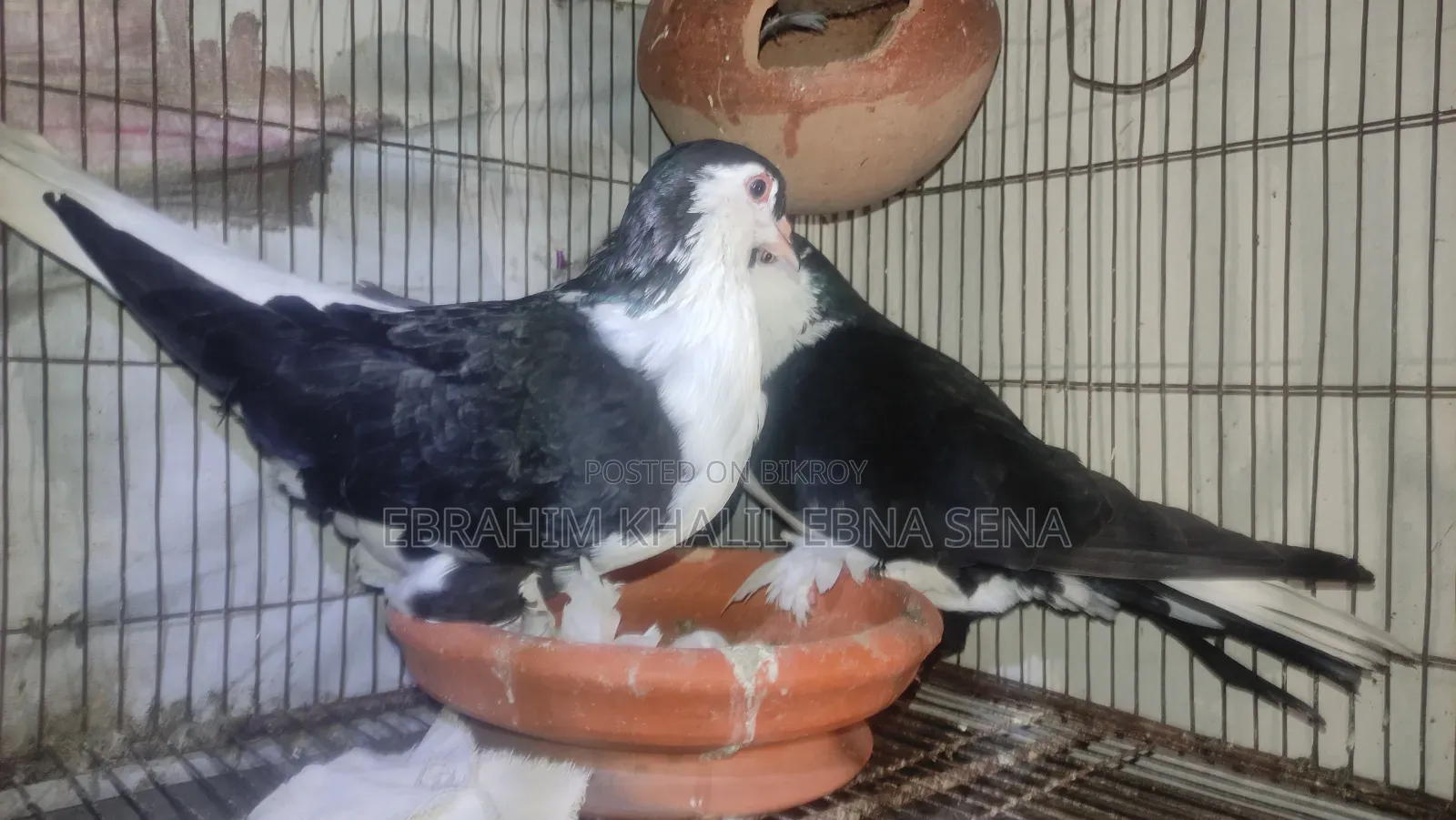 Siraji Pigeon