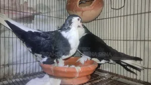 Siraji Pigeon