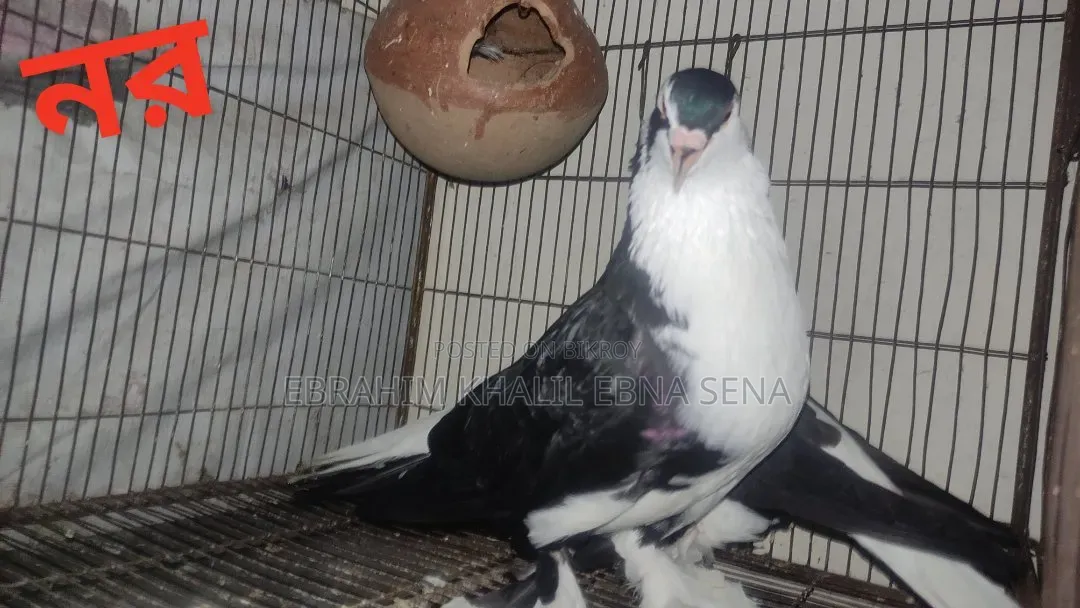 Siraji Pigeon