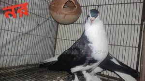Siraji Pigeon