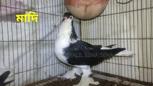 Siraji Pigeon