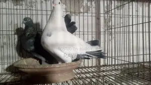 Deshi Golla Running Pair