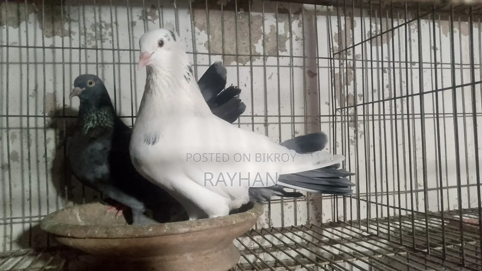 Deshi Golla Running Pair