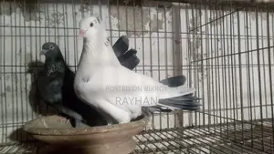 Deshi Golla Running Pair