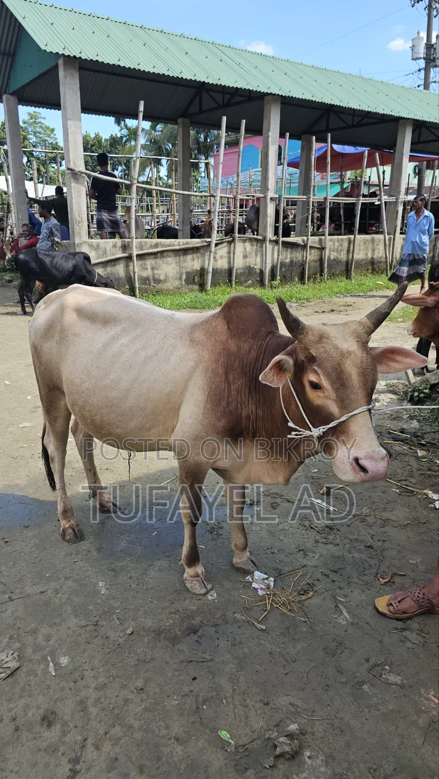 দেশি ডেকা গরু