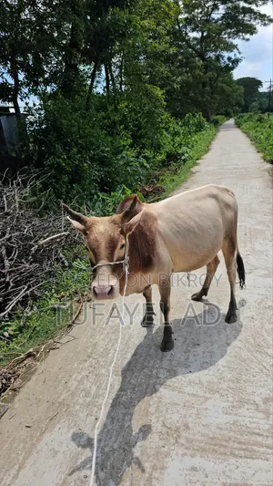 দেশি ডেকা গরু