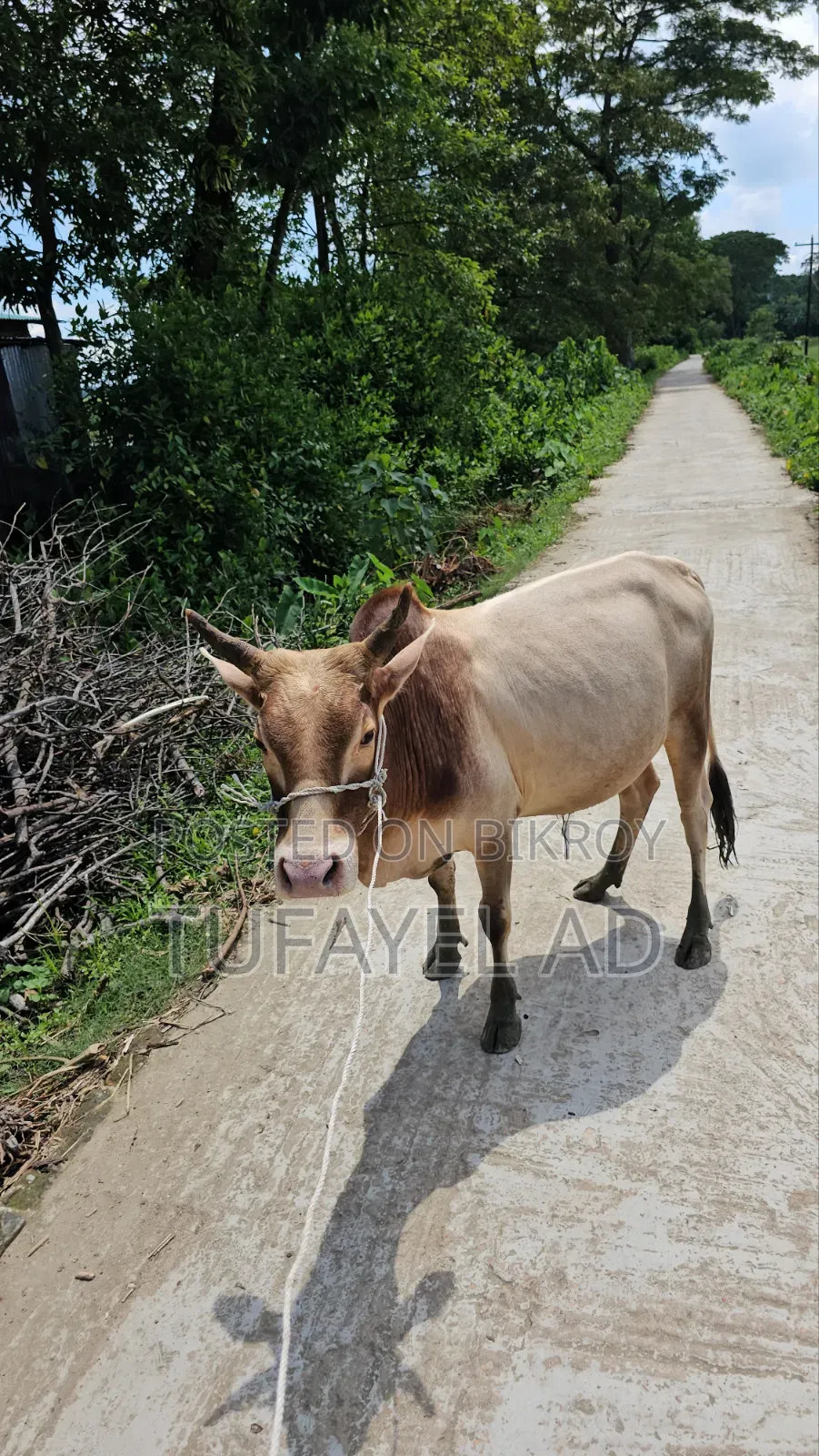 দেশি ডেকা গরু