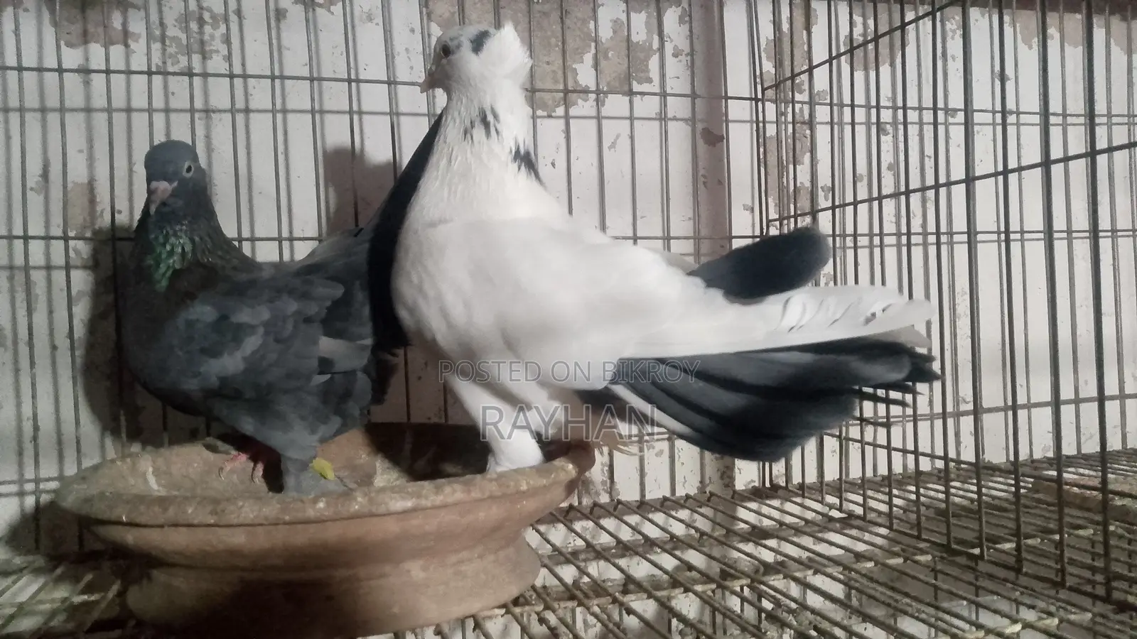 Deshi Golla Running Pair