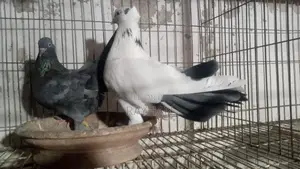 Deshi Golla Running Pair