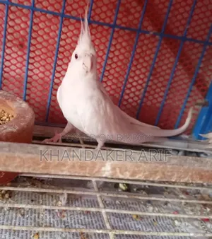 অ্যালবিনো কোকাটেল রানিং পেয়ার