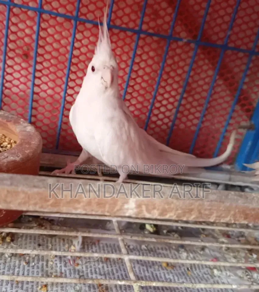 অ্যালবিনো কোকাটেল রানিং পেয়ার