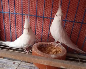 অ্যালবিনো কোকাটেল রানিং পেয়ার