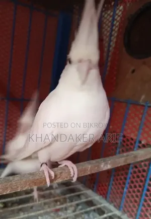 অ্যালবিনো কোকাটেল রানিং পেয়ার