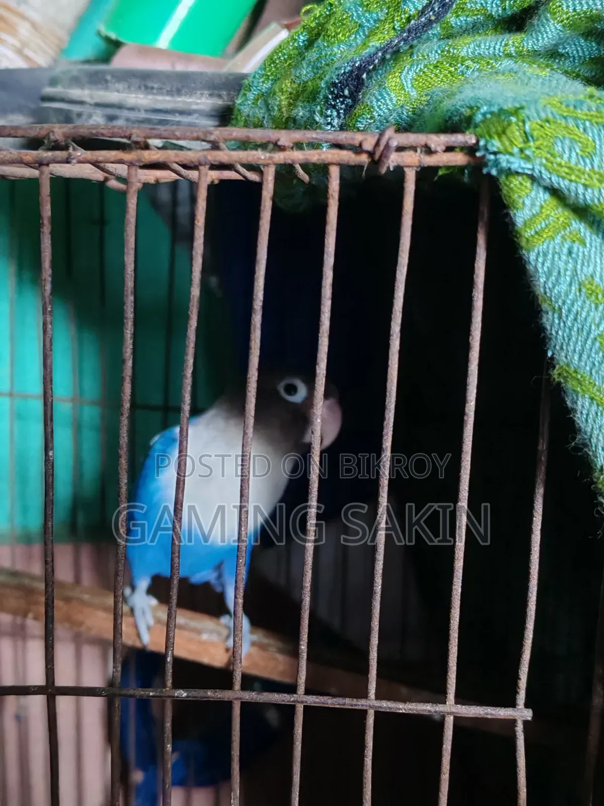 Blue Fischer Love Bird