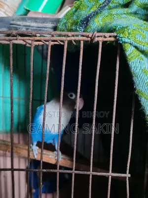 Blue Fischer Love Bird