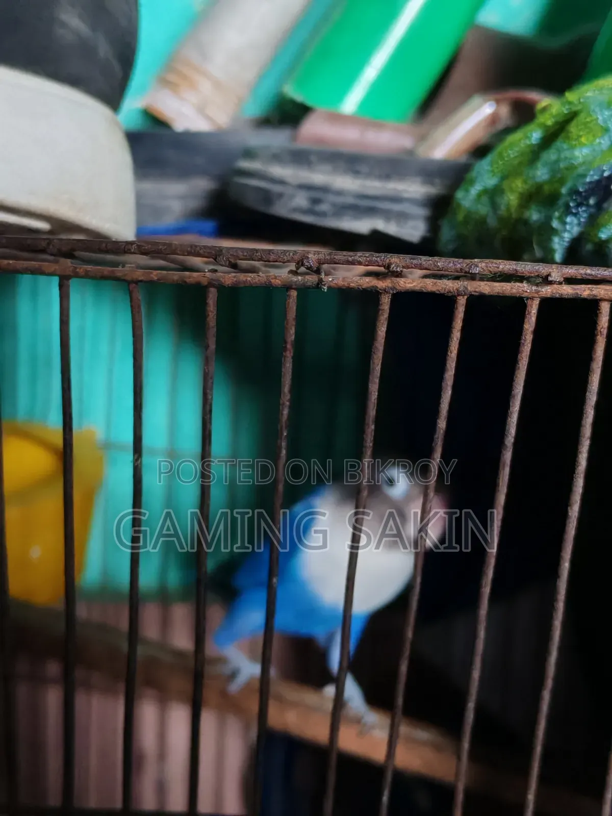 Blue Fischer Love Bird