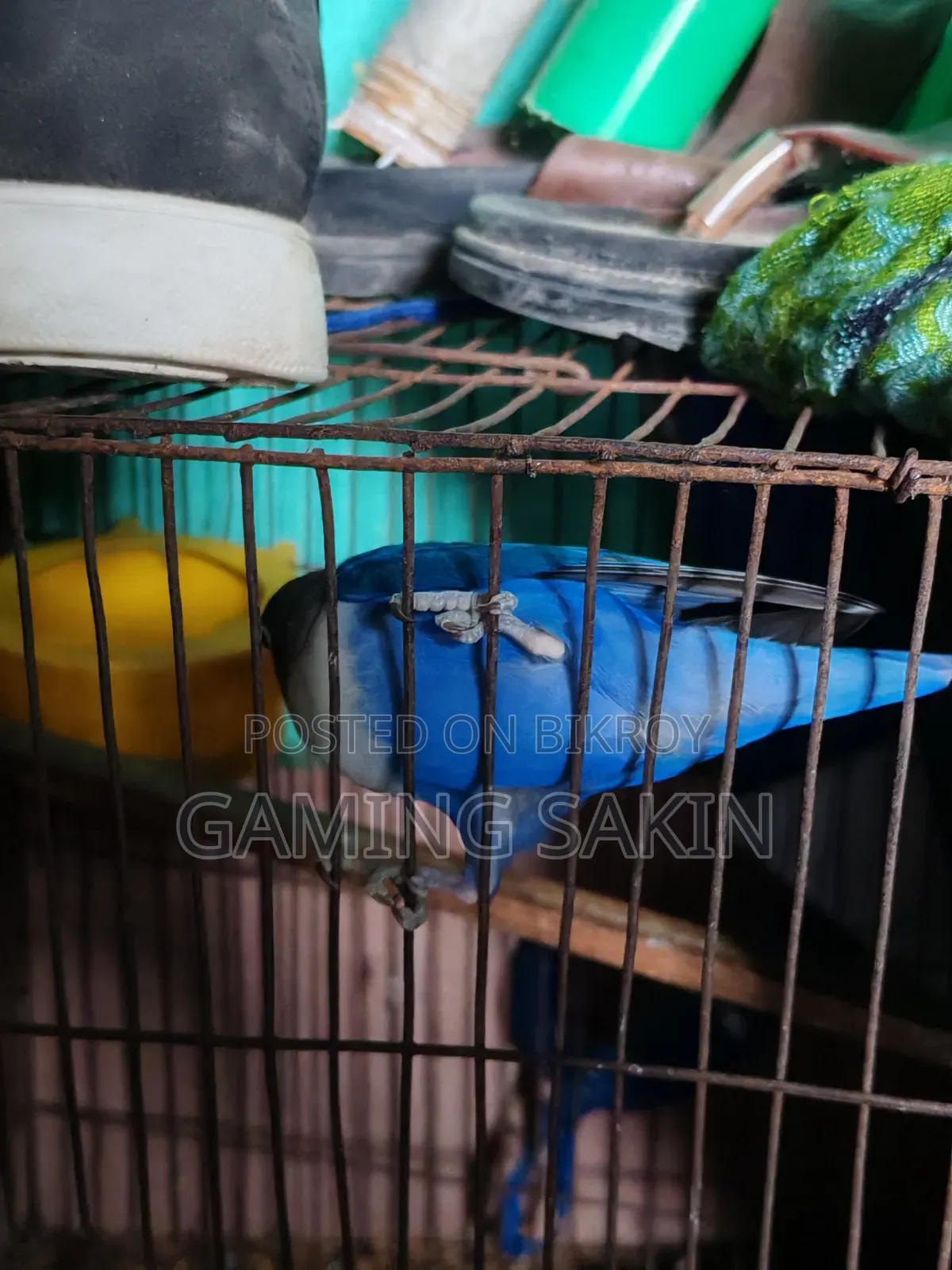 Blue Fischer Love Bird