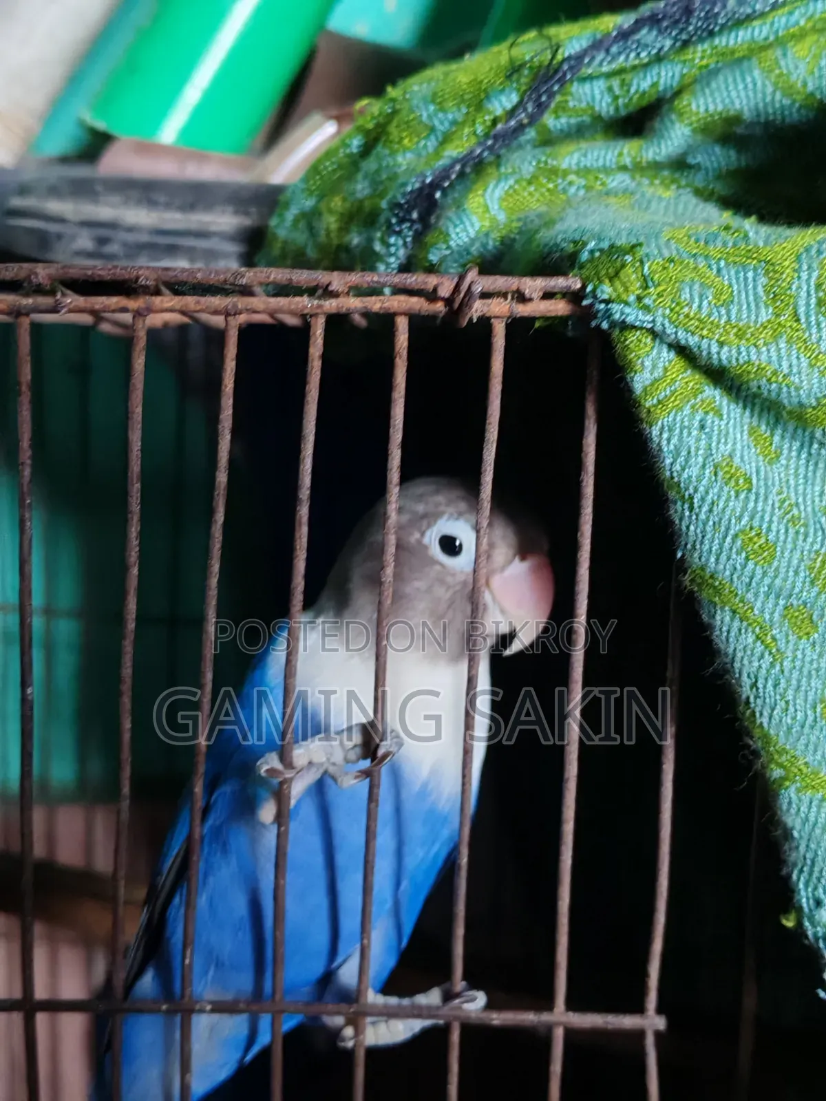 Blue Fischer Love Bird