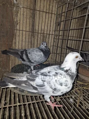 Racer Pigeon