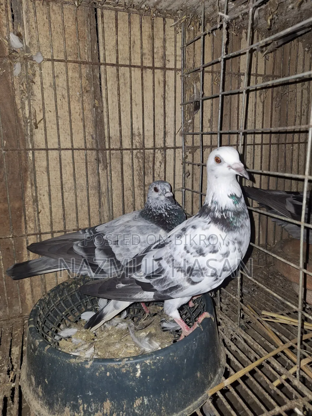 Racer Pigeon