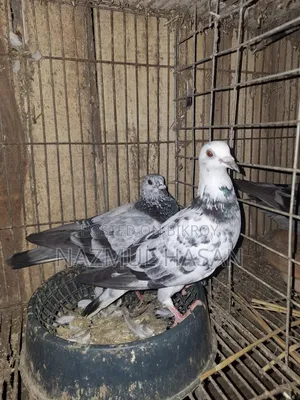 Racer Pigeon