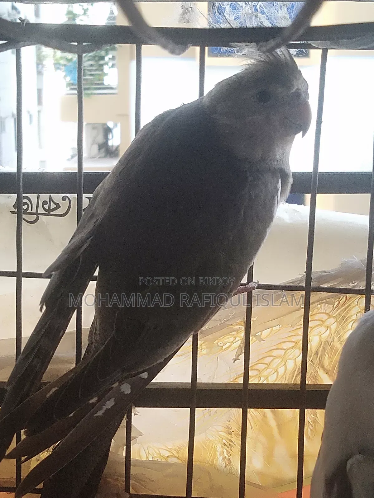 হোয়াইট ফেস পাইড এডাল মেল কোকাটেল
